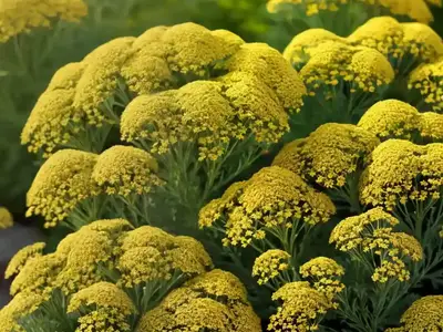 Achillea Millefolium ‘Sassy Summer Sangria’ (Yarrow)
