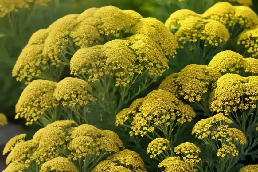 Achillea millefolium ‘sassy summer sangria’ (yarrow)