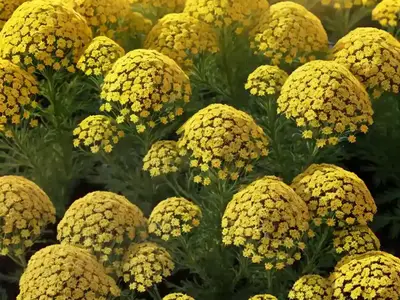 Achillea Millefolium ‘Sassy Summer Sunset’ (Yarrow)