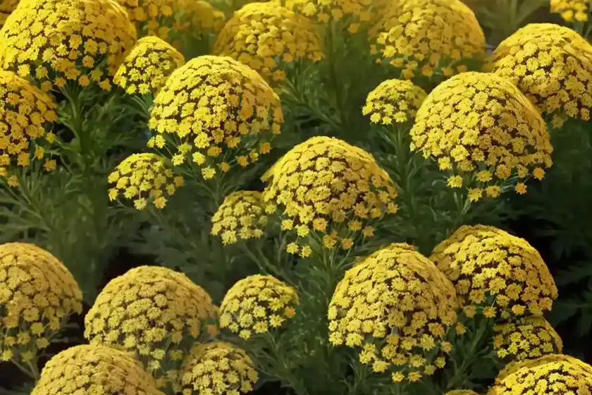 Achillea millefolium ‘sassy summer sunset’ (yarrow)