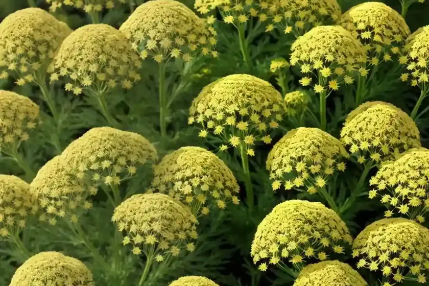 Achillea millefolium ‘sassy summer taffy’ (yarrow) — photo 3