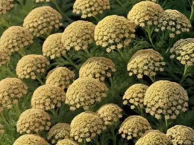 Achillea Millefolium ‘Sassy Summer Taffy’ (Yarrow)