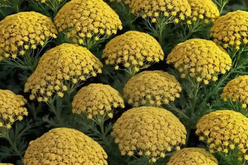 Achillea millefolium ‘saucy seduction’ (yarrow) — photo 2