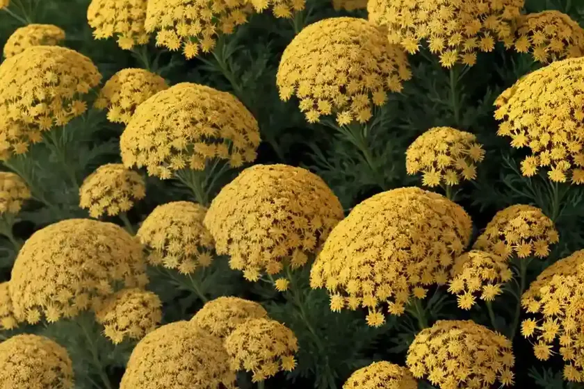 Achillea millefolium ‘saucy seduction’ (yarrow) — photo 3