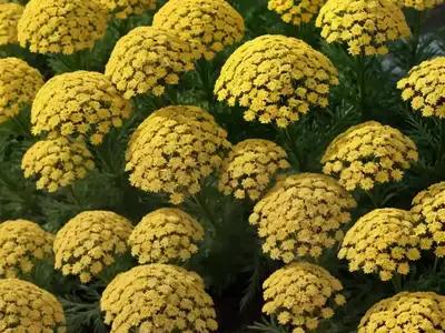Achillea Millefolium ‘Saucy Seduction’ (Yarrow)