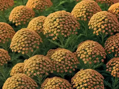 Achillea Millefolium ‘Strawberry Seduction’ (Yarrow)