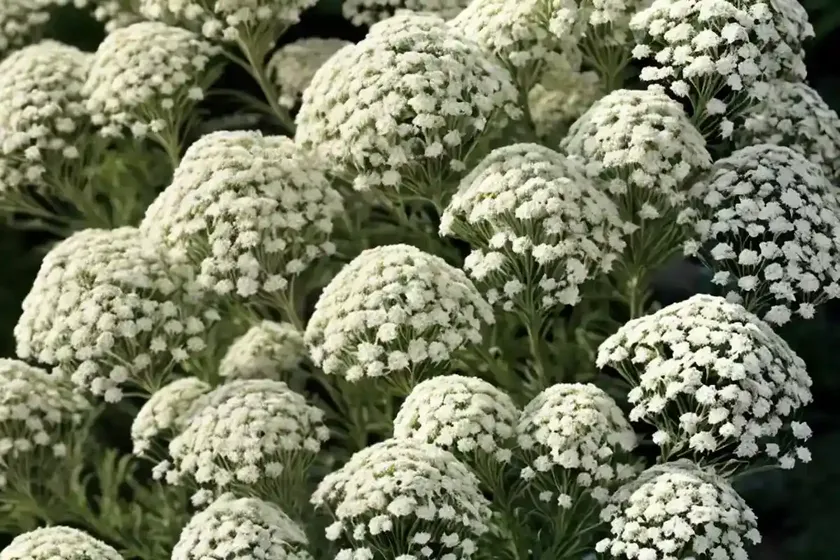 Achillea millefolium (white yarrow) — photo 2