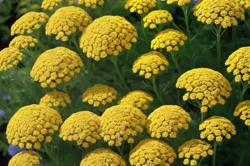 Achillea ‘moonshine’ (yarrow) — photo 2