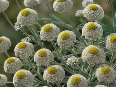 Achillea Ptarmica ‘Peter Cottontail’ (Sneezewort)