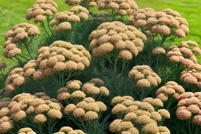 Achillea ‘terracotta’ (yarrow) — photo 2
