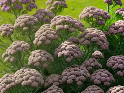 Achillea ‘Terracotta’ (Yarrow)