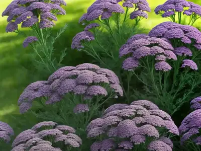 Achillea ‘Walther Funcke’ (Yarrow)