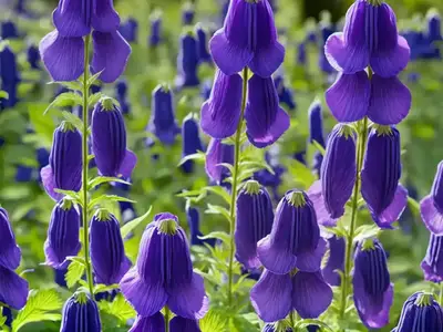 Aconitum Carmichaelii ‘Arendsii’ (Monkshood)