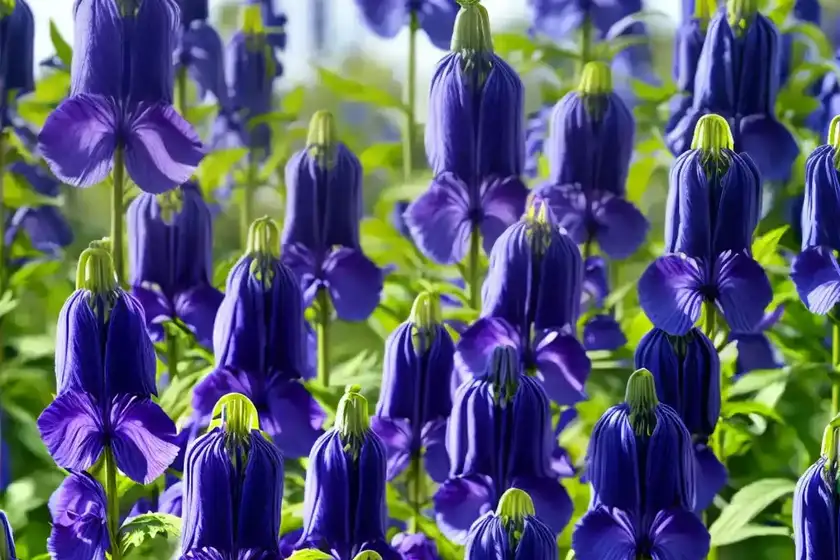 Aconitum napellus (monkshood)