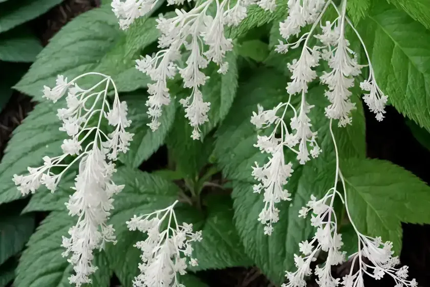 Actaea Pachypoda (White Baneberry) — photo 2