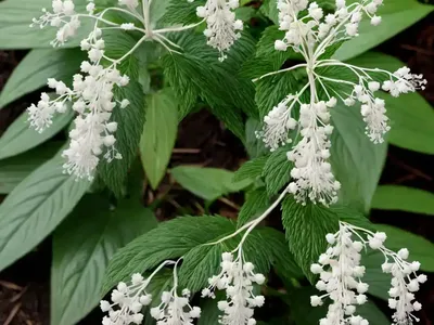 Actaea Pachypoda (White Baneberry)