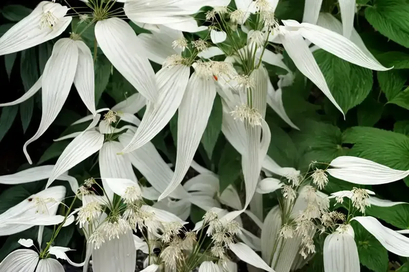 Actaea racemosa (black cohosh) — photo 2