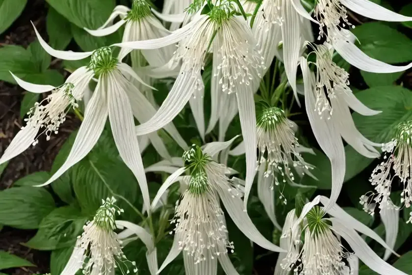 Actaea racemosa (black cohosh) — photo 3