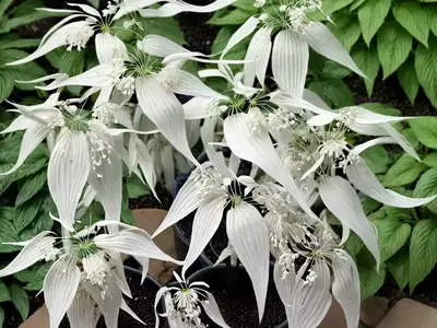 Actaea Racemosa (Black Cohosh)