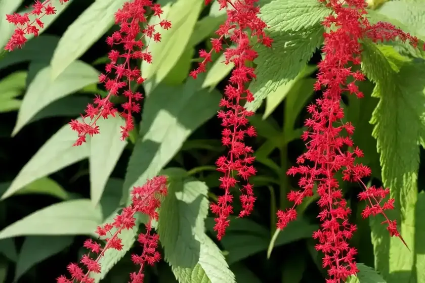 Actaea rubra (red baneberry) — photo 3