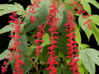 Actaea Rubra (Red Baneberry)
