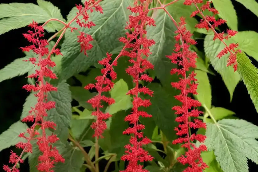 Actaea rubra (red baneberry)