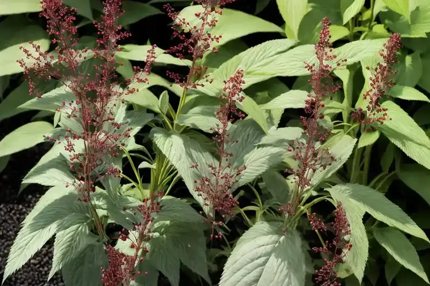 Actaea simplex (atropurpurea group) ‘black negligee’ (baneberry) — photo 2
