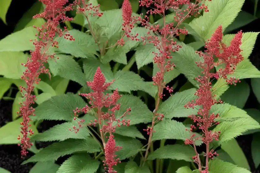 Actaea simplex (atropurpurea group) ‘black negligee’ (baneberry) — photo 3