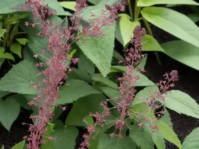 Actaea Simplex (Atropurpurea Group) ‘Black Negligee’ (Baneberry)