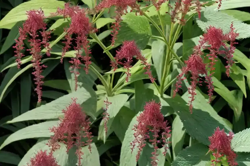 Actaea Simplex (Atropurpurea Group) ‘Brunette’ (Baneberry) — photo 2