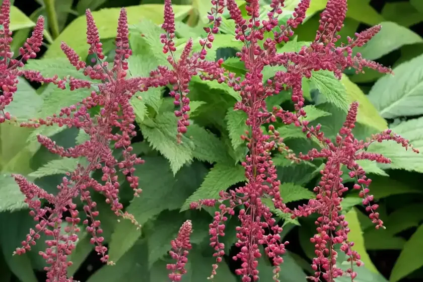 Actaea Simplex (Atropurpurea Group) ‘Brunette’ (Baneberry) — photo 3