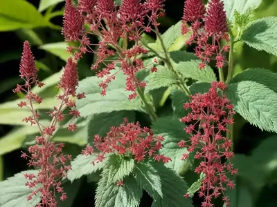 Actaea Simplex (Atropurpurea Group) ‘Brunette’ (Baneberry)
