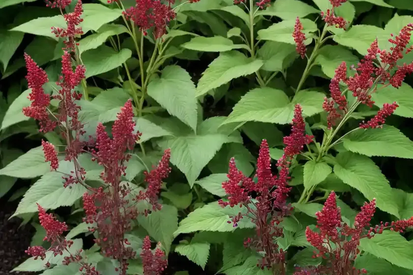 Actaea simplex (atropurpurea group) ‘hillside black beauty’ (baneberry) — photo 2