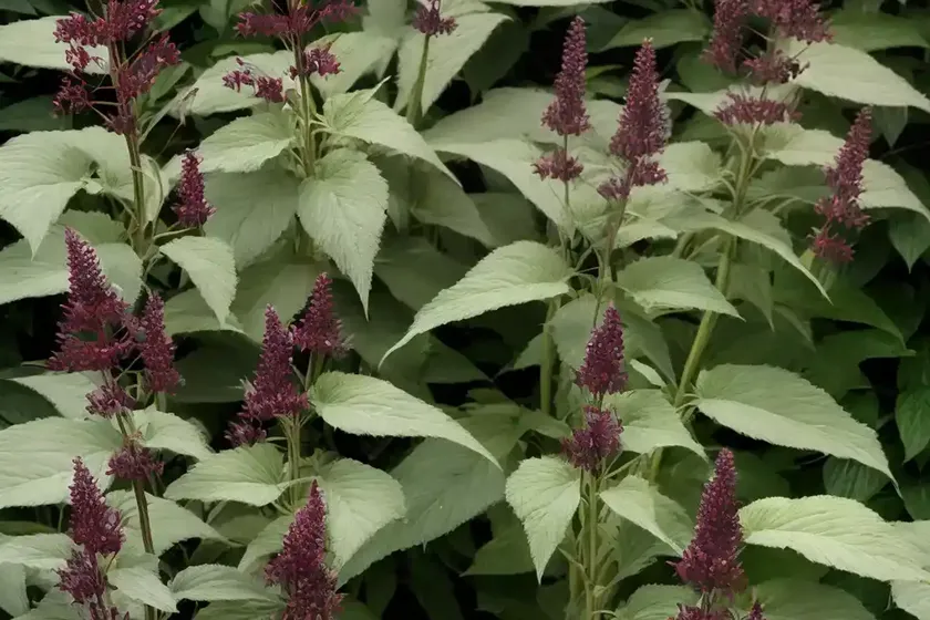 Actaea simplex (atropurpurea group) ‘hillside black beauty’ (baneberry) — photo 3
