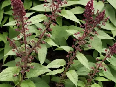 Actaea Simplex (Atropurpurea Group) ‘Hillside Black Beauty’ (Baneberry)