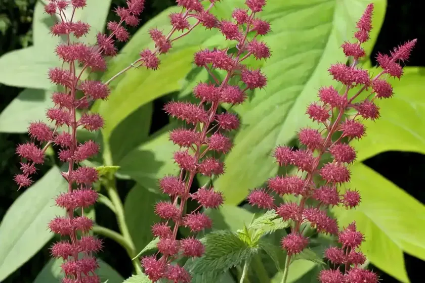 Actaea simplex (atropurpurea group) ‘james compton’ (baneberry) — photo 2