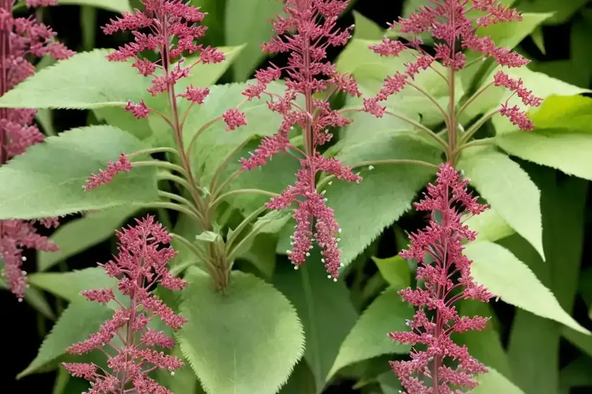 Actaea simplex (atropurpurea group) ‘james compton’ (baneberry) — photo 3