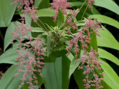 Actaea Simplex (Atropurpurea Group) ‘James Compton’ (Baneberry)