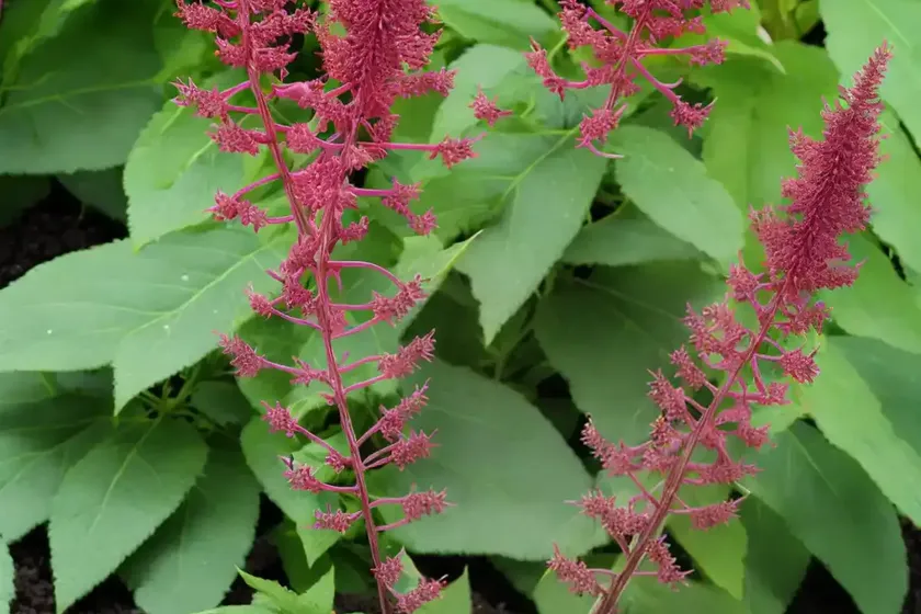 Actaea simplex (atropurpurea group) ‘mountain wave’ (baneberry) — photo 2