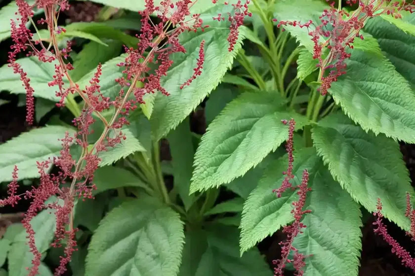 Actaea simplex (atropurpurea group) ‘mountain wave’ (baneberry) — photo 3