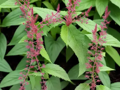 Actaea Simplex (Atropurpurea Group) ‘Mountain Wave’ (Baneberry)