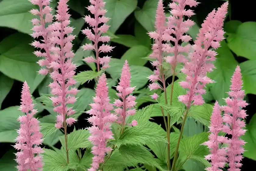Actaea Simplex ‘Pink Spike’ (Baneberry) — photo 3