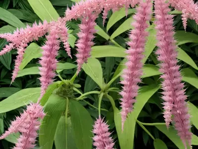 Actaea Simplex ‘Pink Spike’ (Baneberry)