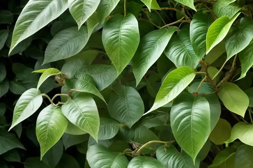 Actinidia arguta ‘issai’ (hardy kiwi vine) — photo 2