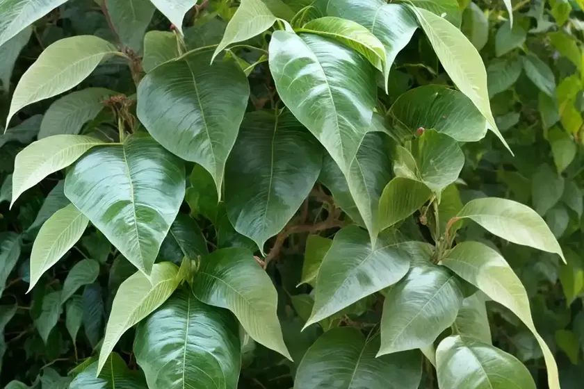 Actinidia arguta ‘issai’ (hardy kiwi vine) — photo 3