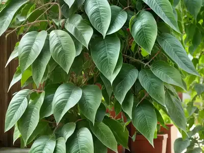 Actinidia Arguta ‘Issai’ (Hardy Kiwi Vine)