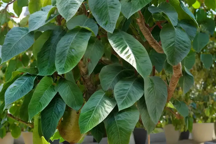 Actinidia kolomikta (variegated kiwi vine) — photo 2