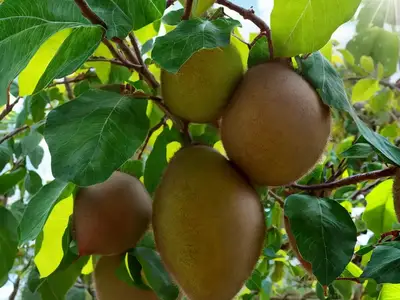 Actinidia Kolomikta (Variegated Kiwi Vine)
