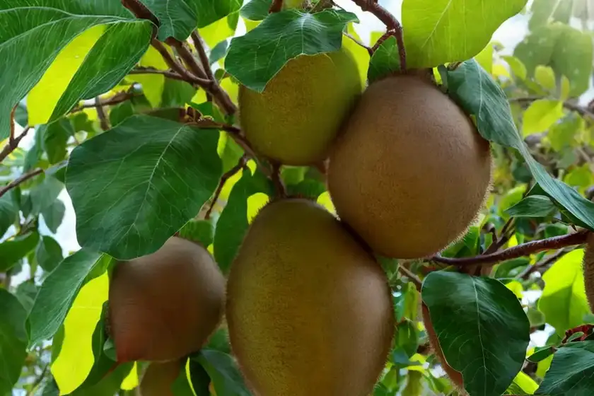 Actinidia kolomikta (variegated kiwi vine)