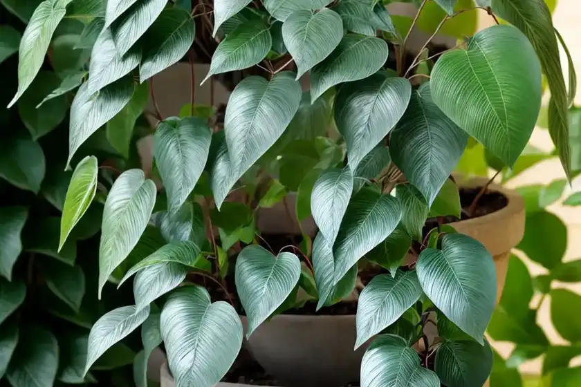 Actinidia polygama (silver vine)